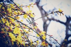 劉春華授課華豐偉業：華茂春松成一統，豐年學業利于行